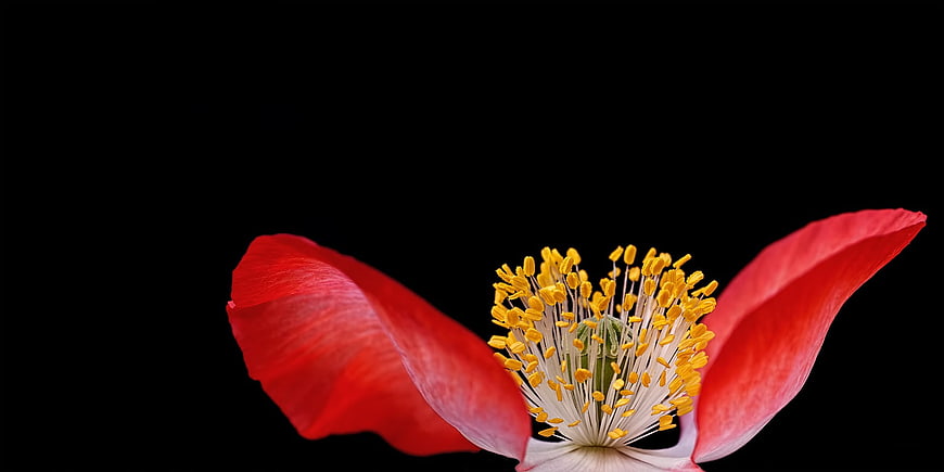 Red Poppy Flower Close-Up on Black Background