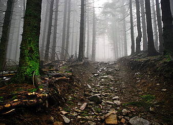 Misty forest trail with mossy trees and rocky path