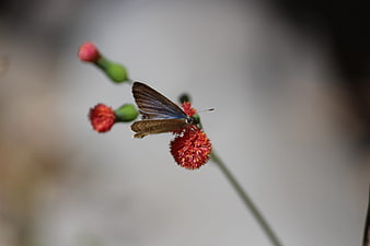 Blue butterfly on red flower with blurred background