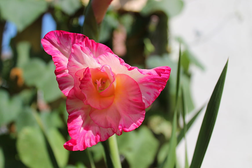 Vibrant Pink and White Gladiolus Flower Close-Up