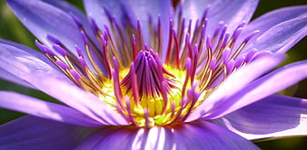Close-up of Purple Water Lily with Yellow Center