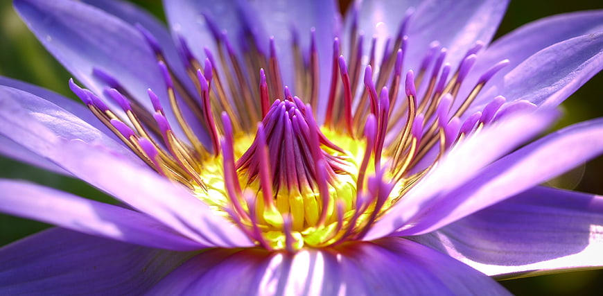 Close-up of Purple Water Lily with Yellow Center