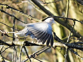 White Collared Dove Spreading Wings on Tree Branch