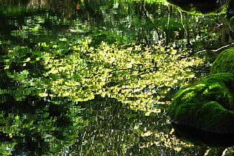 Abstract Green Water Reflections in Forest Pond