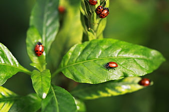 Red Ladybugs on Green Leaves in Natural Garden Setting