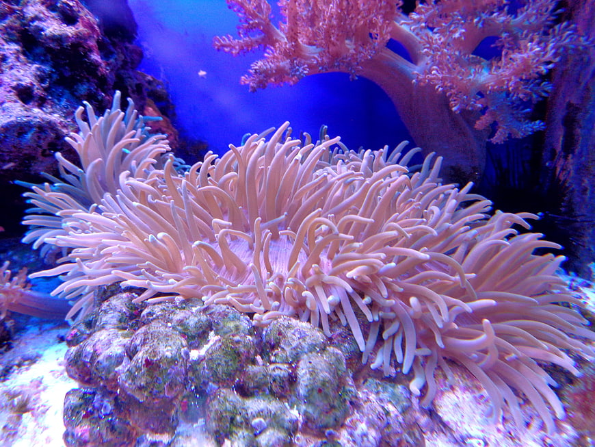 Pink Sea Anemone in Blue Aquarium Reef