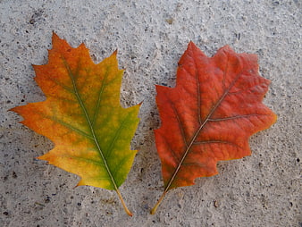Two autumn oak leaves on concrete background