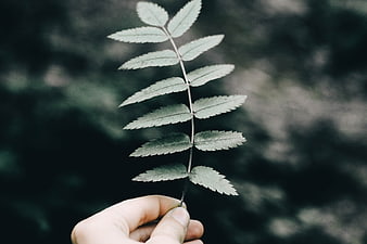 Hand holding green fern leaf against blurred forest background