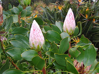 Pink and Green Sugarbush Flowers in a Lush Garden