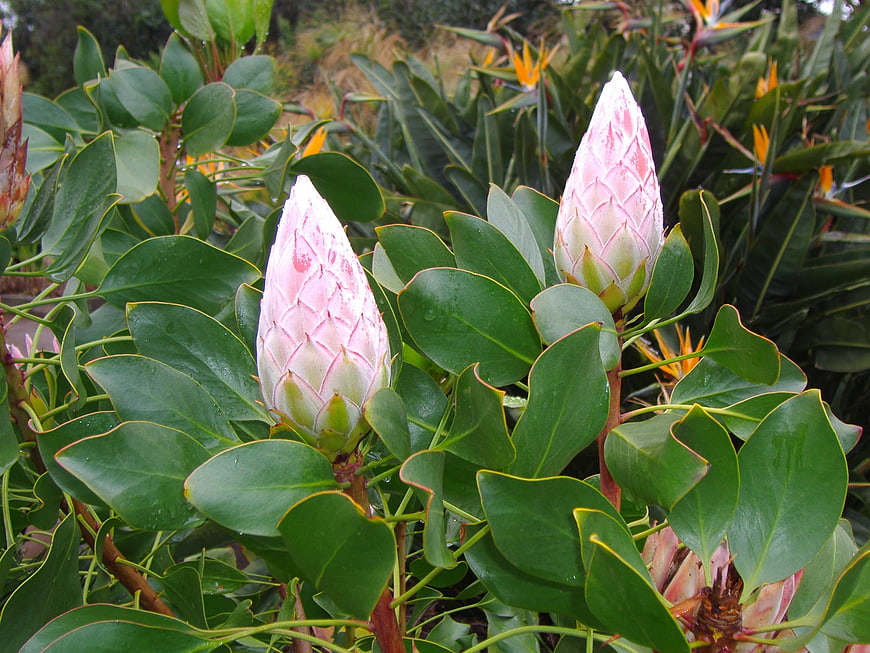 Pink and Green Sugarbush Flowers in a Lush Garden
