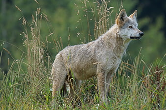 Gray Wolf Standing in Tall Grass Field