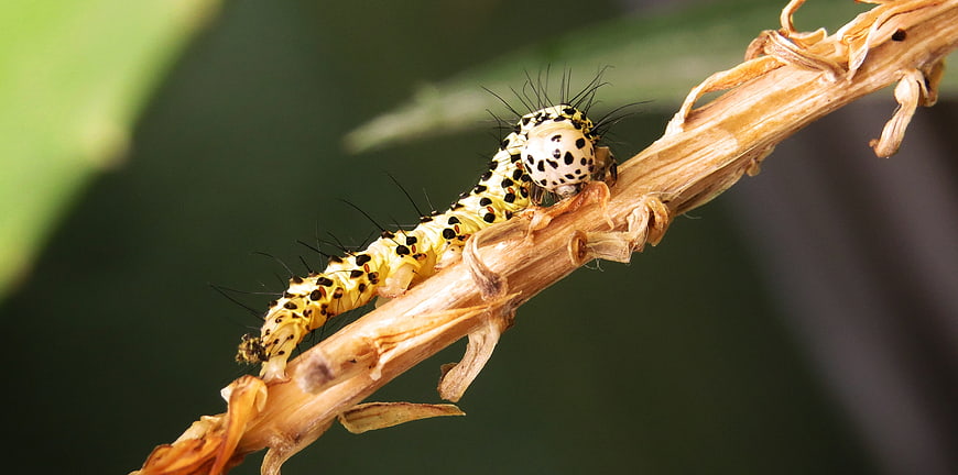 Macro close-up of yellow spotted caterpillar on dried stem