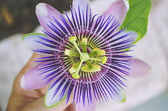 Close-up of Purple Passion Flower Held in Hand