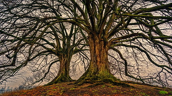 Dramatic mossy trees on a hill against overcast sky