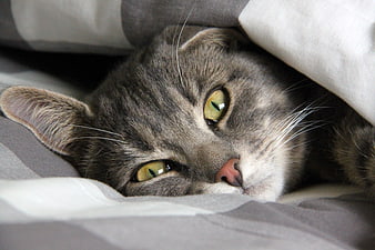 Close-up portrait of a gray tabby cat resting under a soft blanket