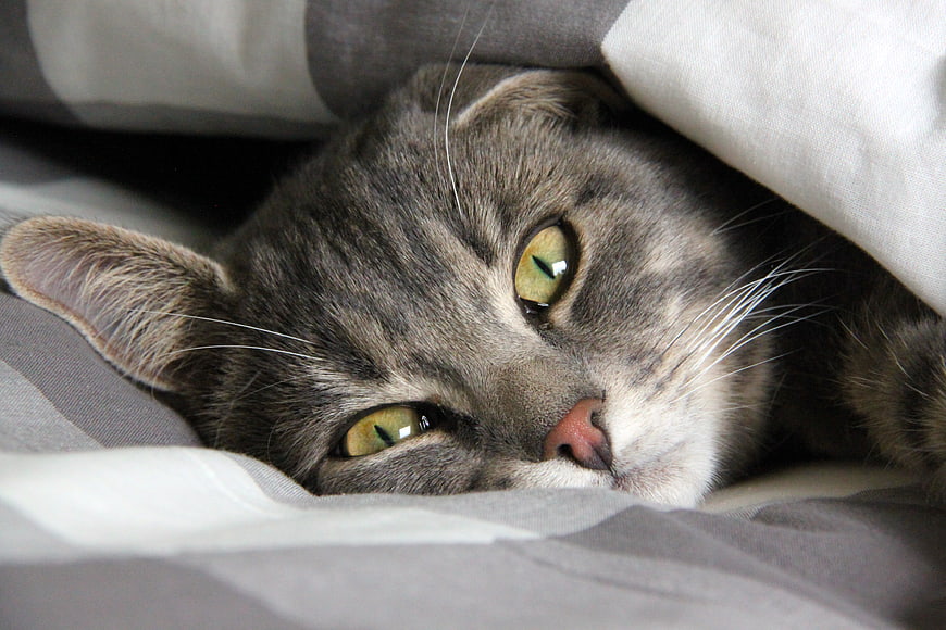 Close-up portrait of a gray tabby cat resting under a soft blanket