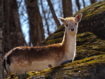 Young deer resting on mossy rock in forest