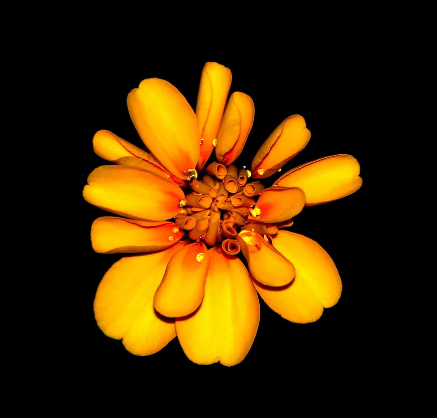 Vibrant Orange Zinnia Flower with Water Droplets on Black Background