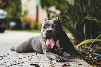 Happy Blue Pitbull Dog Panting Outdoors on Pavement