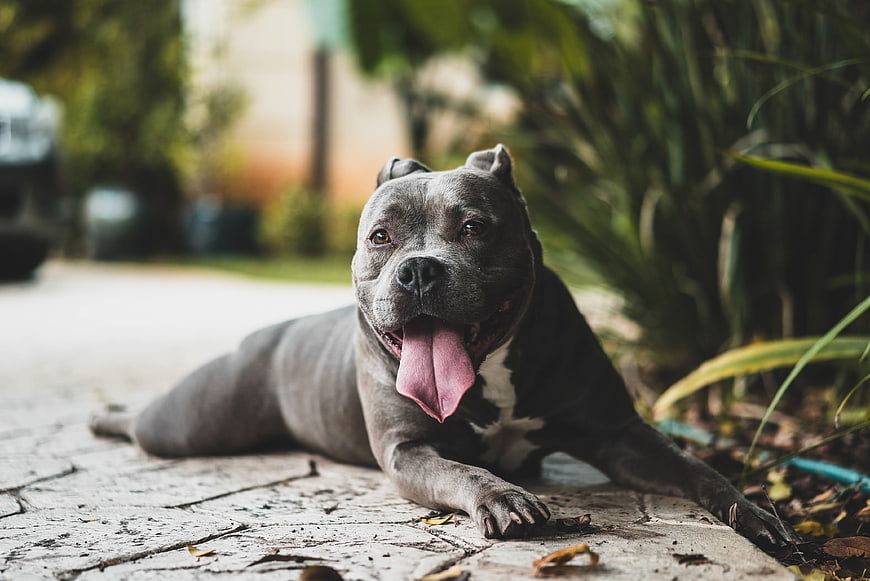 Happy Blue Pitbull Dog Panting Outdoors on Pavement