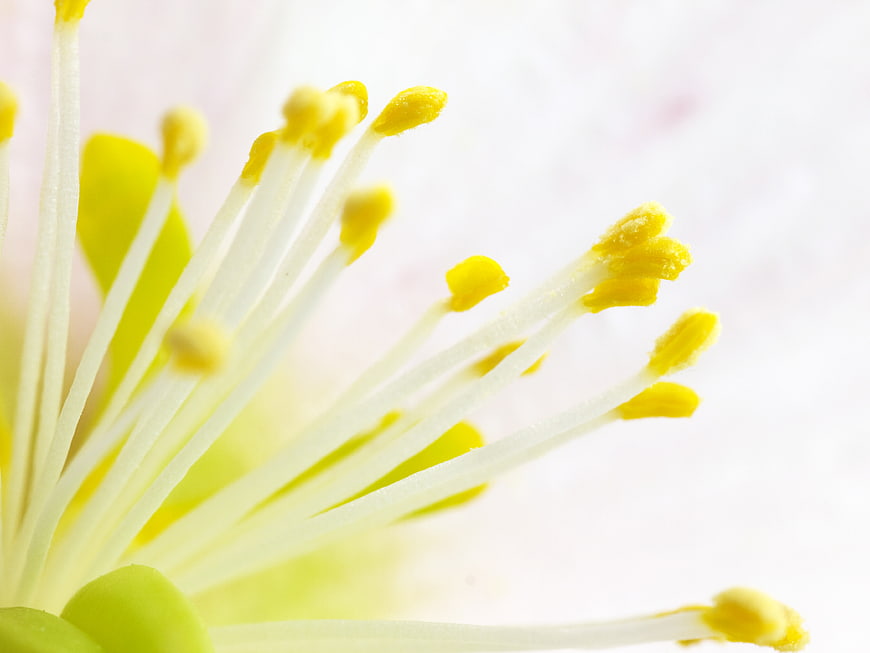 Macro Close-Up of Yellow Hellebore Flower Stamens