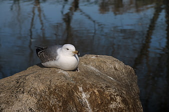 Seagull resting on a rock by a pond
