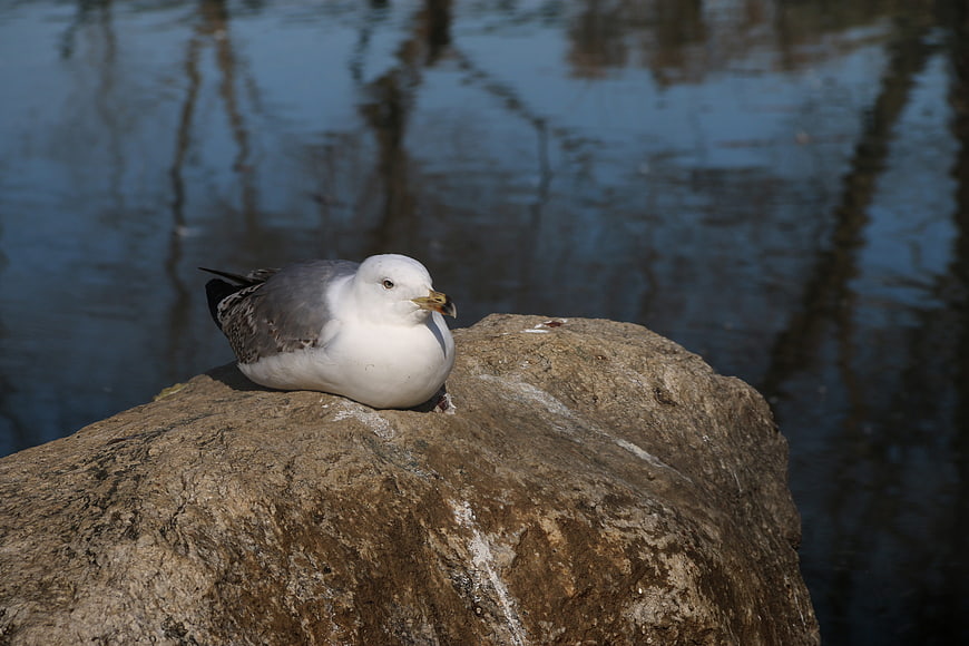 Seagull resting on a rock by a pond