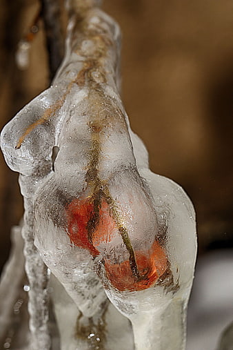 Frozen Rose Hip Encased in Ice Close-Up