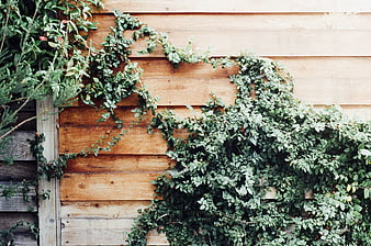 Green Vines Climbing on Weathered Wooden Fence