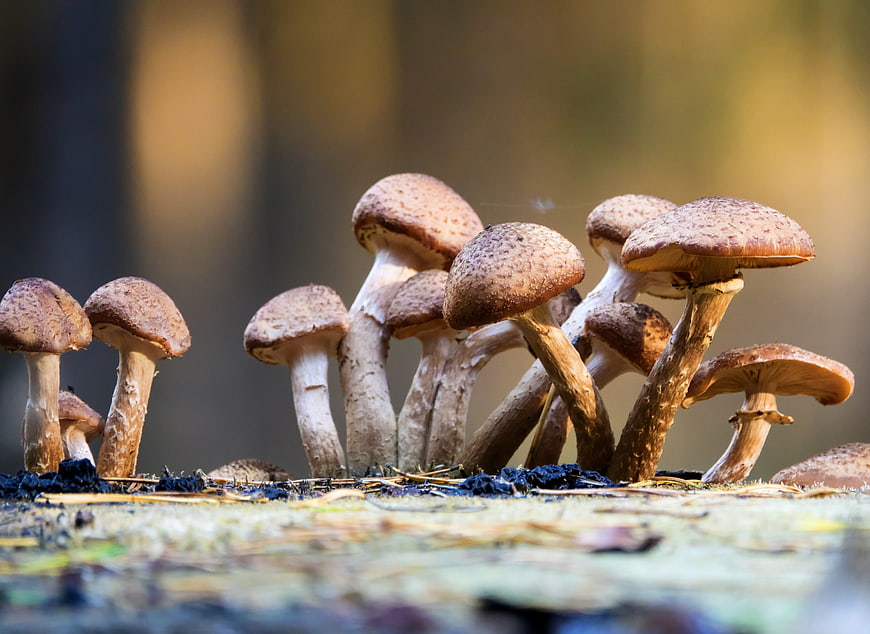 Close-up of wild brown mushrooms growing in a forest