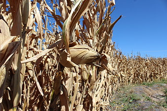 Dried Cornfield Ready for Harvest Under Blue Sky