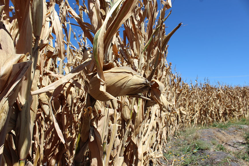 Dried Cornfield Ready for Harvest Under Blue Sky