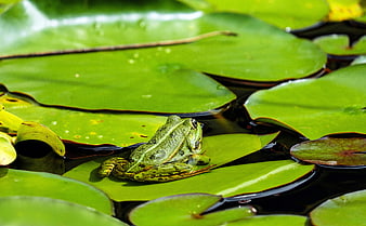 Green frog resting on lily pads in a pond