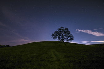 Lone tree silhouette on grassy hill under starry night sky
