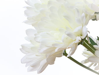 Close-up of white chrysanthemum flowers on white background