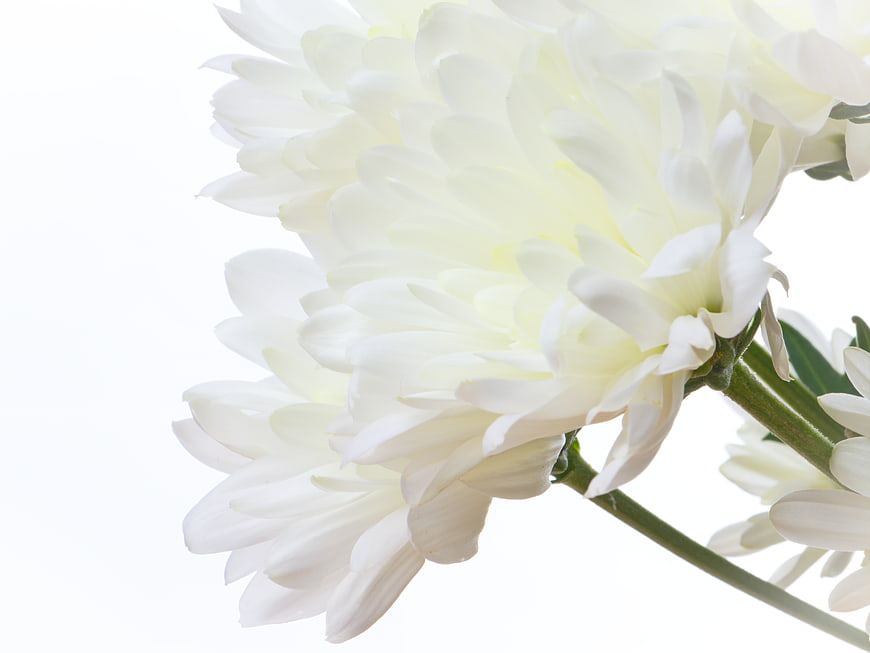 Close-up of white chrysanthemum flowers on white background