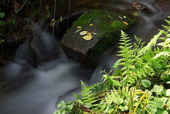 Mossy Rock in Forest Stream with Ferns