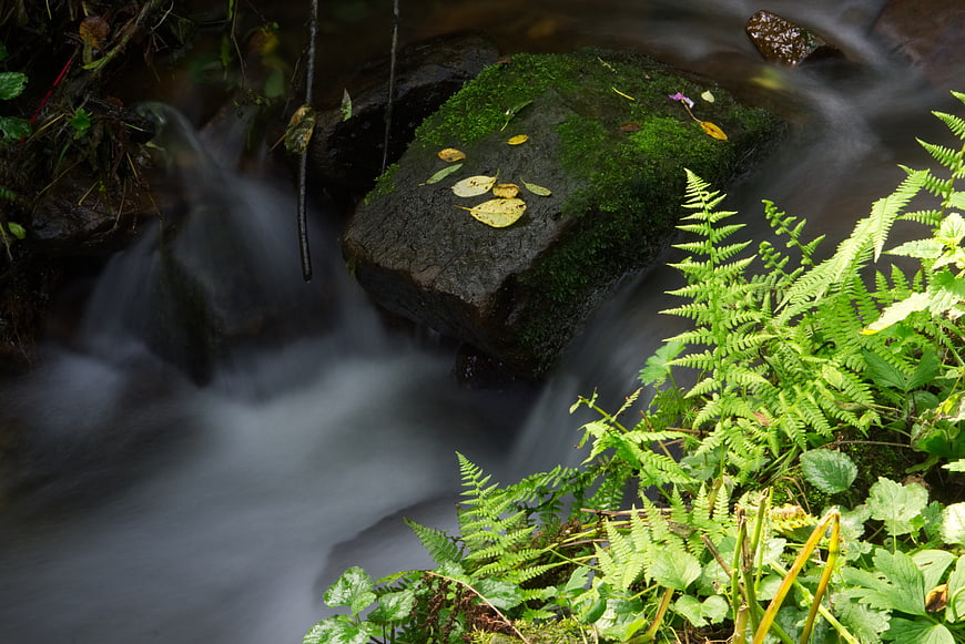 Mossy Rock in Forest Stream with Ferns