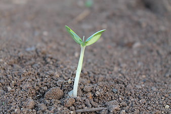 Young Green Seedling Sprouting from Brown Soil