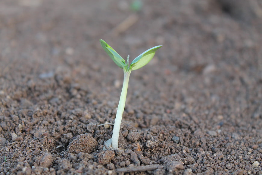 Young Green Seedling Sprouting from Brown Soil