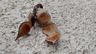 Dried seed pod on textured concrete surface