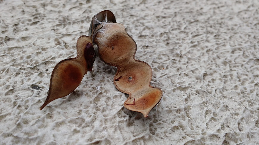 Dried seed pod on textured concrete surface
