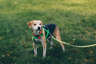 Beagle dog on green harness standing in grassy field