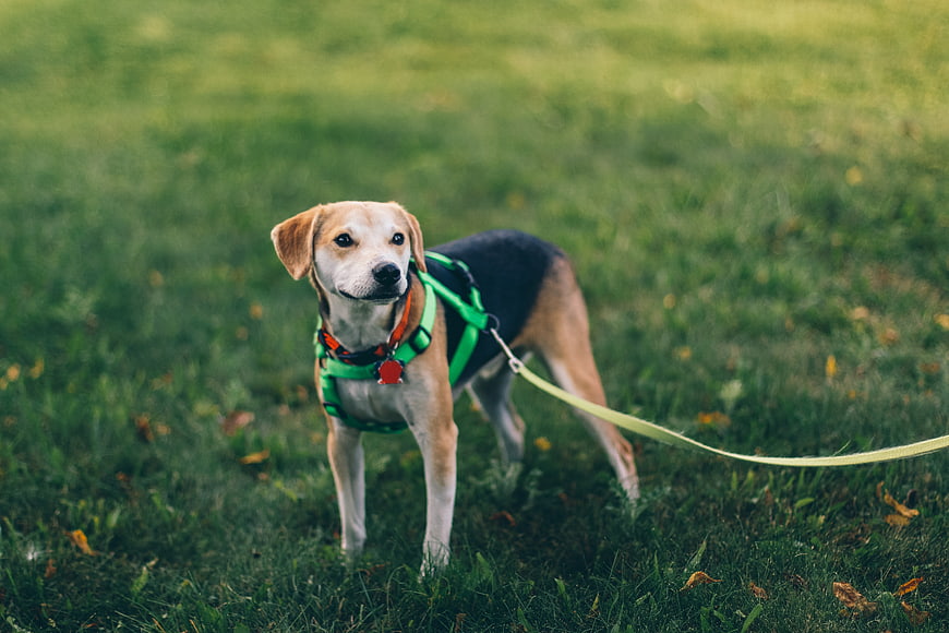 Beagle dog on green harness standing in grassy field