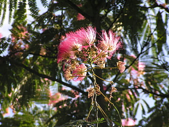 Pink Albizia Flower Close Up Against Green Leaves