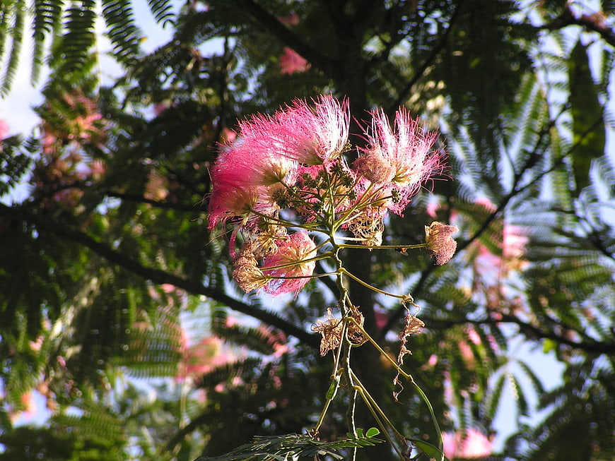 Pink Albizia Flower Close Up Against Green Leaves