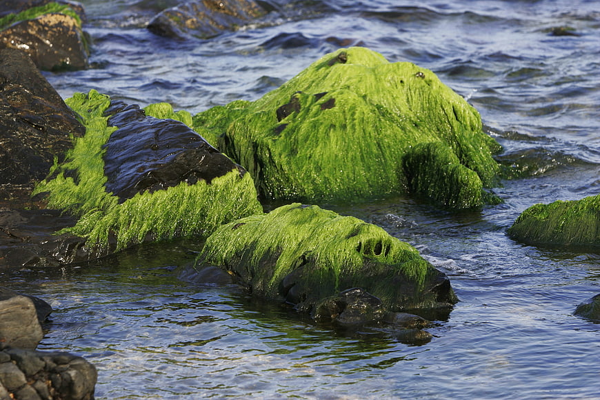 Vibrant green algae-covered rocks in ocean waves
