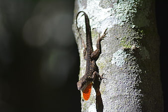 Anole Lizard with Orange Dewlap on Tree Bark