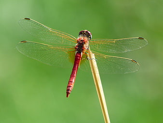 Red Dragonfly Perched on a Twig Against Green Background