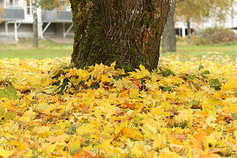 Yellow autumn leaves covering grass around a mossy tree trunk